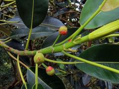 Fíkovník velkolistý (Ficus macrophylla Hort. Berol. ex Kunth & Bouche)