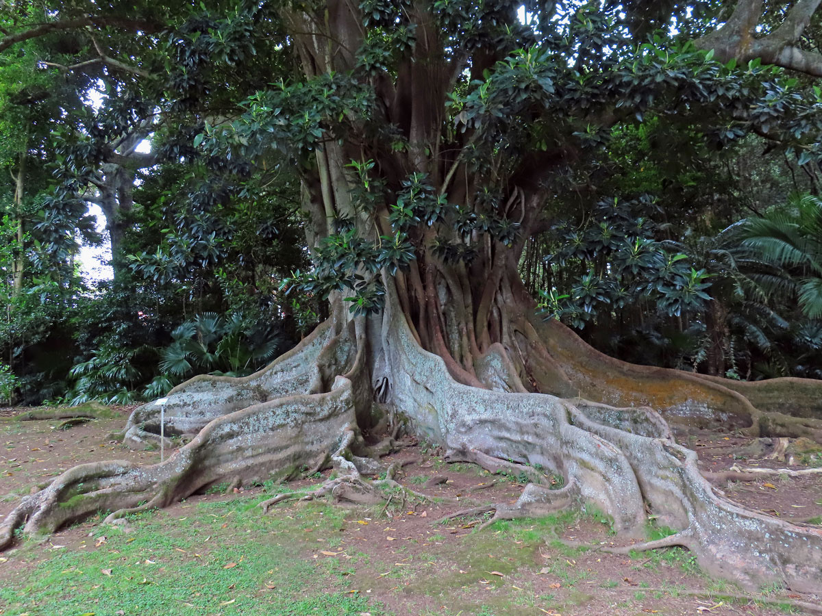 Fíkovník velkolistý (Ficus macrophylla Hort. Berol. ex Kunth & Bouche)