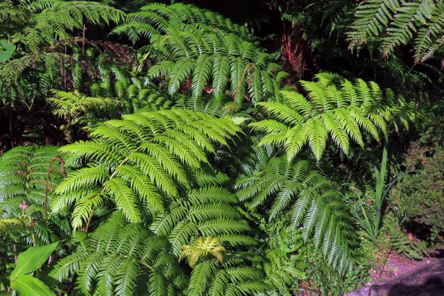 Woodwardie kořenatá (Woodwardia radicans (L.) Sm.)