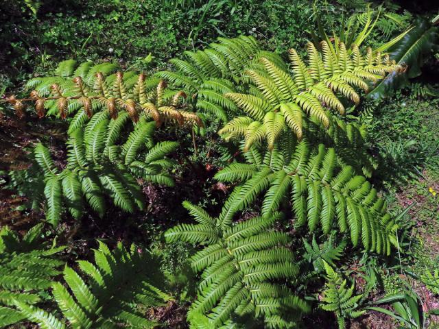 Woodwardie kořenatá (Woodwardia radicans (L.) Sm.)