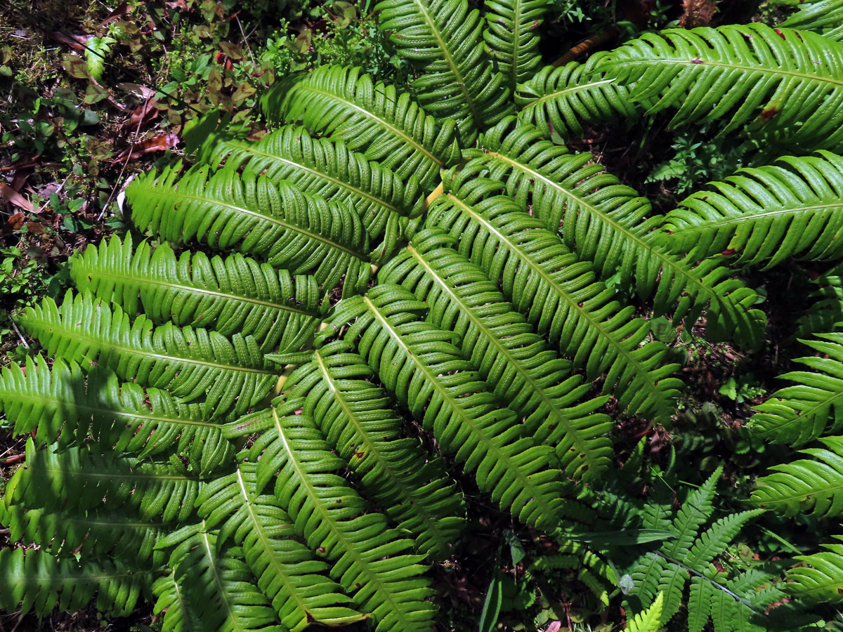 Woodwardie kořenatá (Woodwardia radicans (L.) Sm.)