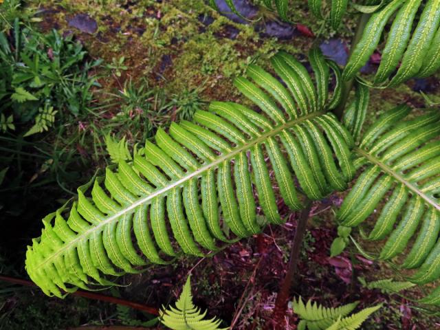 Woodwardie kořenatá (Woodwardia radicans (L.) Sm.)