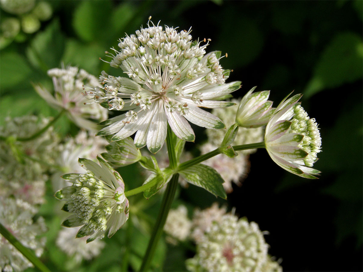 Jarmanka větší (Astrantia major L.)