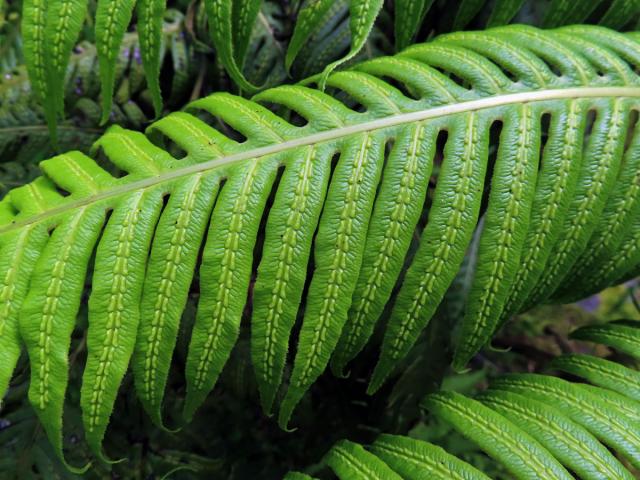 Woodwardie kořenatá (Woodwardia radicans (L.) Sm.)