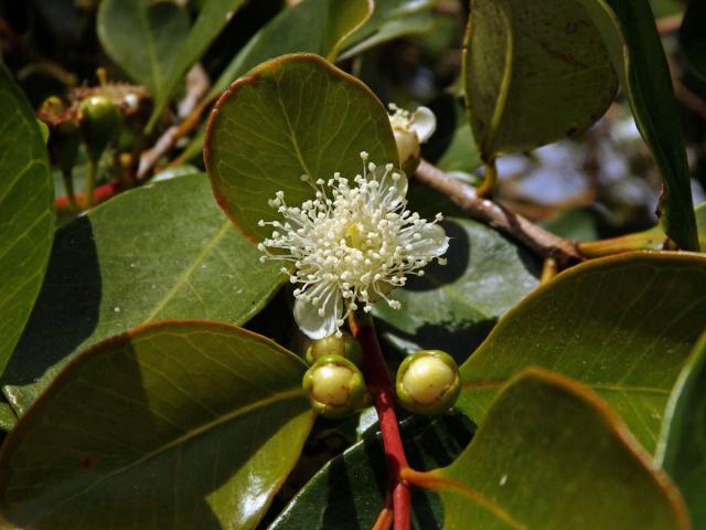 Psidium cattleyanum Sabine