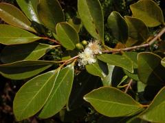 Psidium cattleyanum Sabine