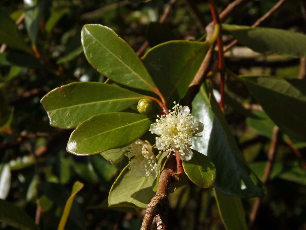 Psidium cattleyanum Sabine