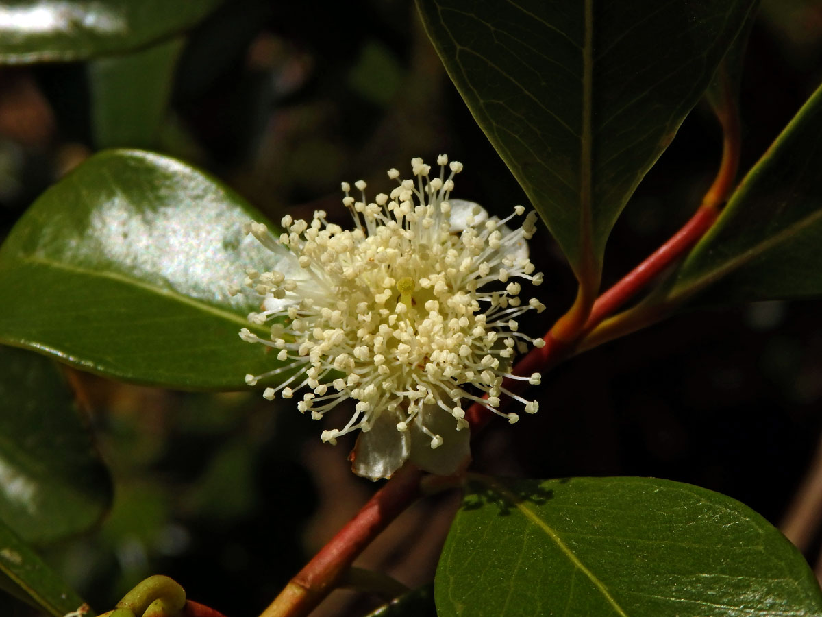 Psidium cattleyanum Sabine