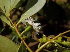 Psidium cattleyanum Sabine