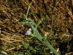 Fasciace čekanky obecné (Cichorium intybus L.)