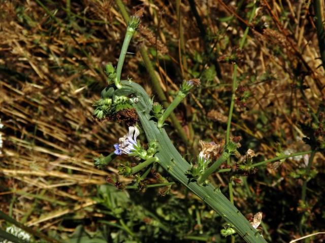 Fasciace čekanky obecné (Cichorium intybus L.)