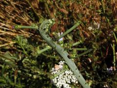 Fasciace čekanky obecné (Cichorium intybus L.)