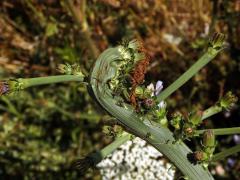 Fasciace čekanky obecné (Cichorium intybus L.)