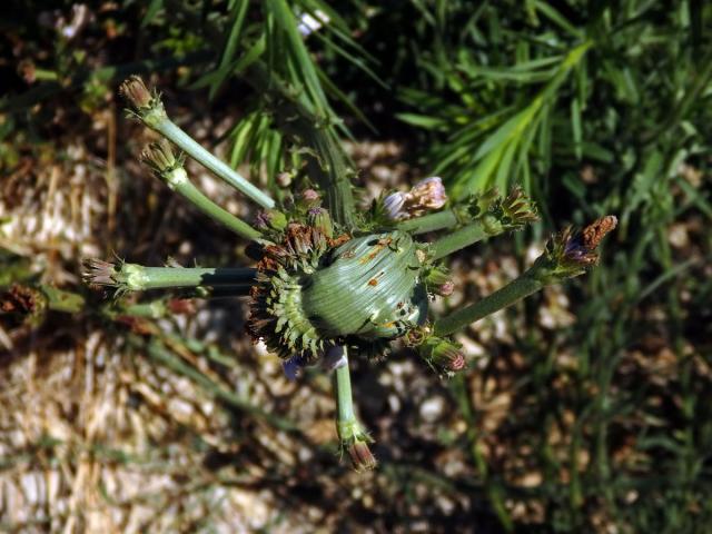 Fasciace čekanky obecné (Cichorium intybus L.)