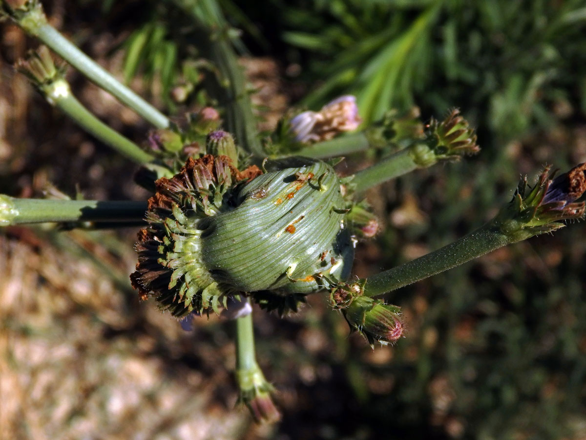 Fasciace čekanky obecné (Cichorium intybus L.)