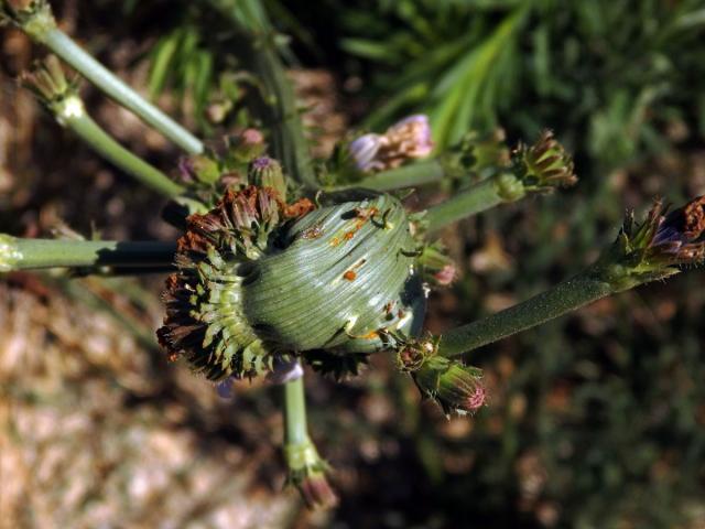 Fasciace čekanky obecné (Cichorium intybus L.)