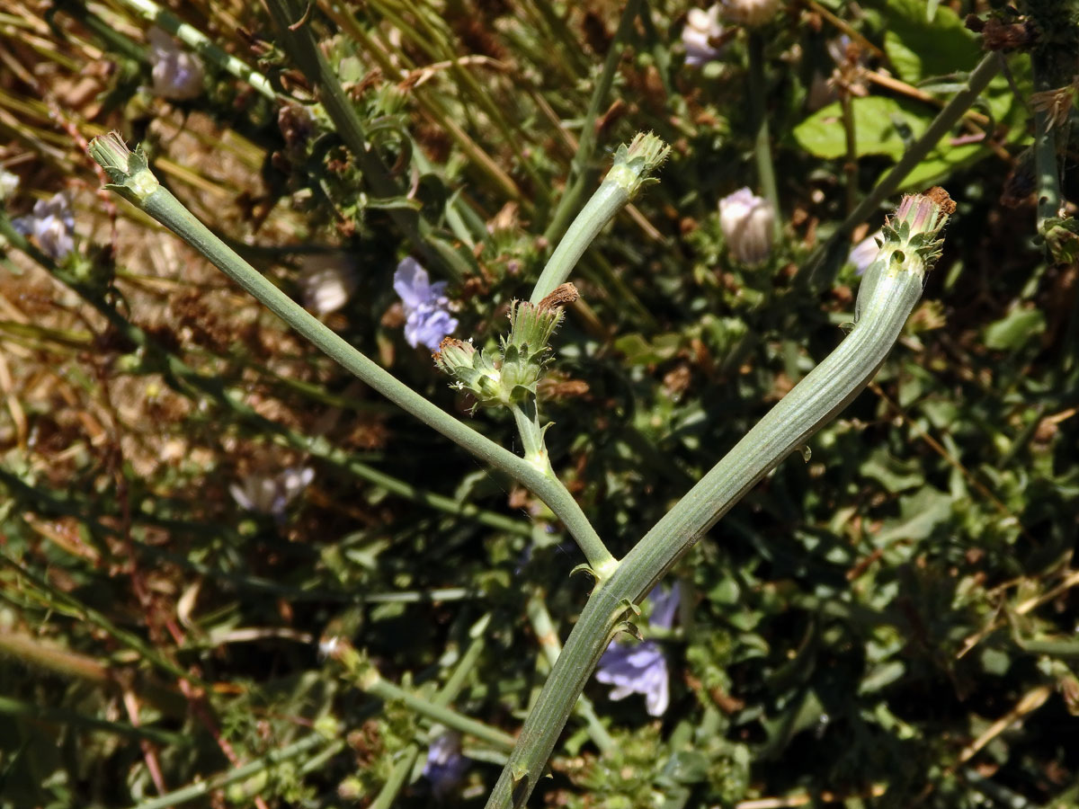 Fasciace čekanky obecné (Cichorium intybus L.)