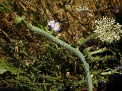 Fasciace čekanky obecné (Cichorium intybus L.)