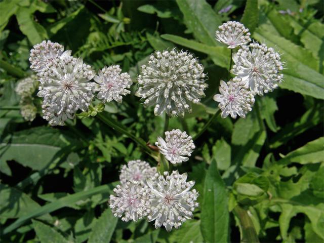 Jarmanka větší (Astrantia major L.)