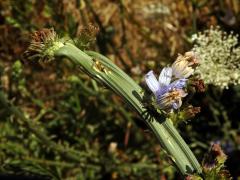 Fasciace čekanky obecné (Cichorium intybus L.)