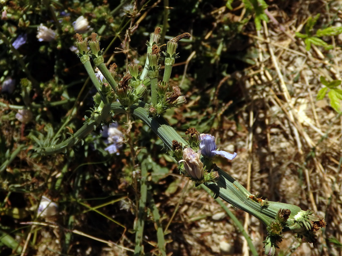 Fasciace čekanky obecné (Cichorium intybus L.)