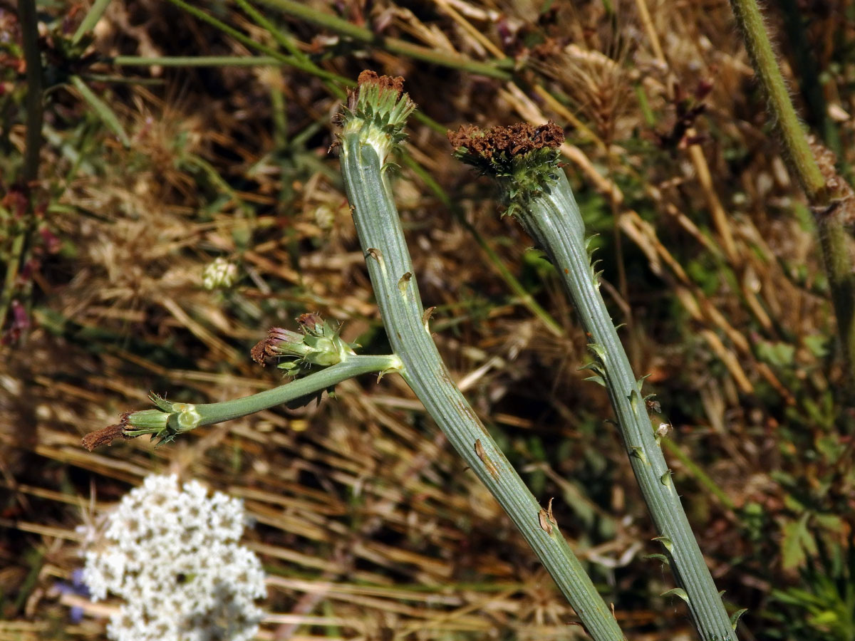 Fasciace čekanky obecné (Cichorium intybus L.)