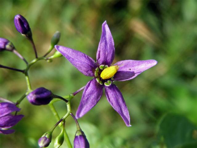 Lilek potměchuť (Solanum dulcamara L.)