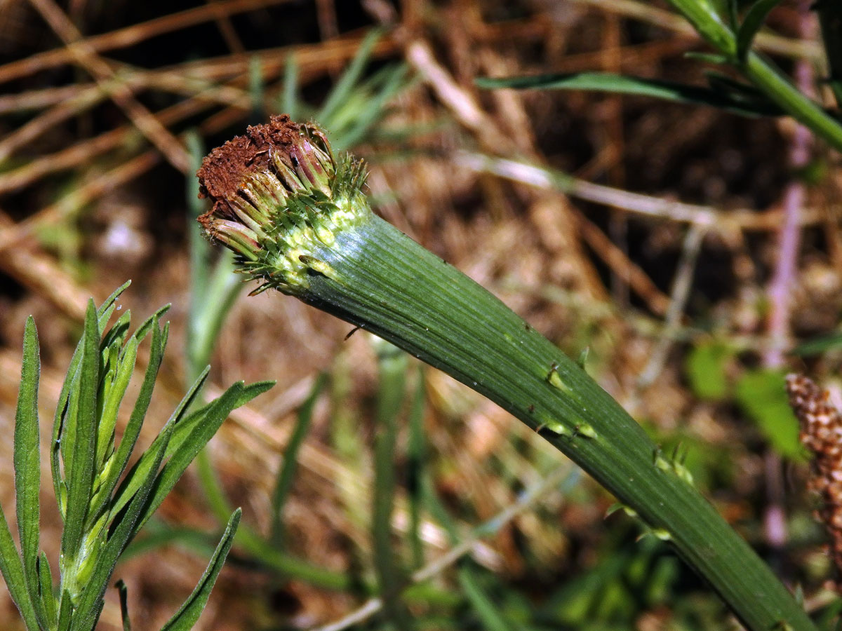 Fasciace čekanky obecné (Cichorium intybus L.)