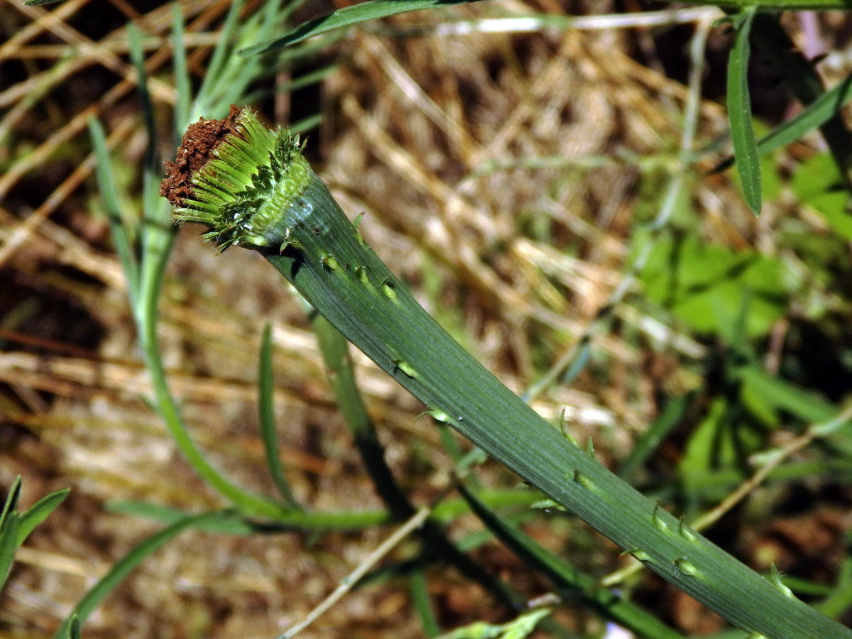 Fasciace čekanky obecné (Cichorium intybus L.)