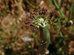 Fasciace čekanky obecné (Cichorium intybus L.)