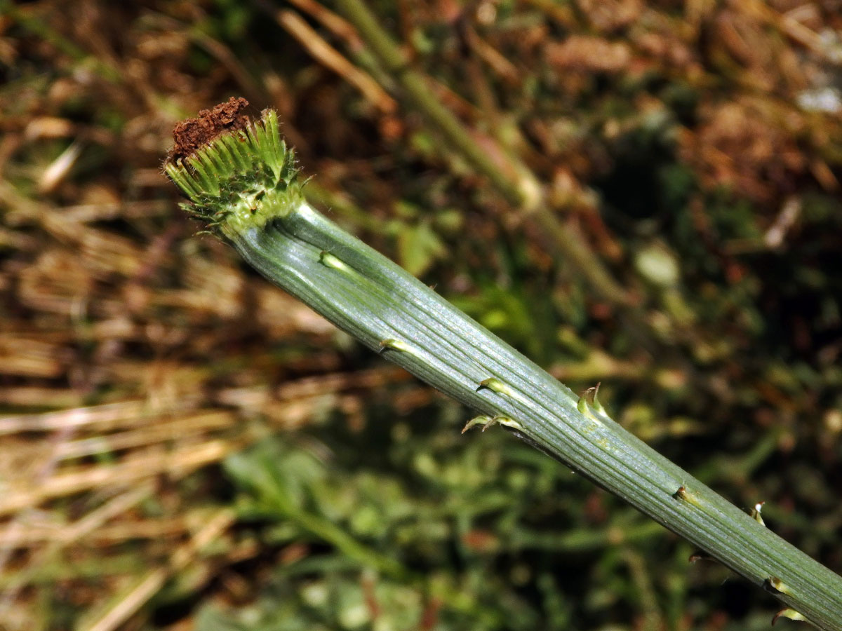 Fasciace čekanky obecné (Cichorium intybus L.)