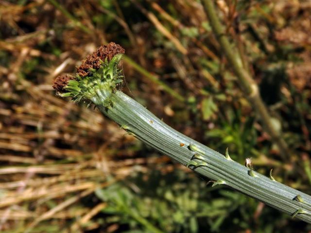 Fasciace čekanky obecné (Cichorium intybus L.)