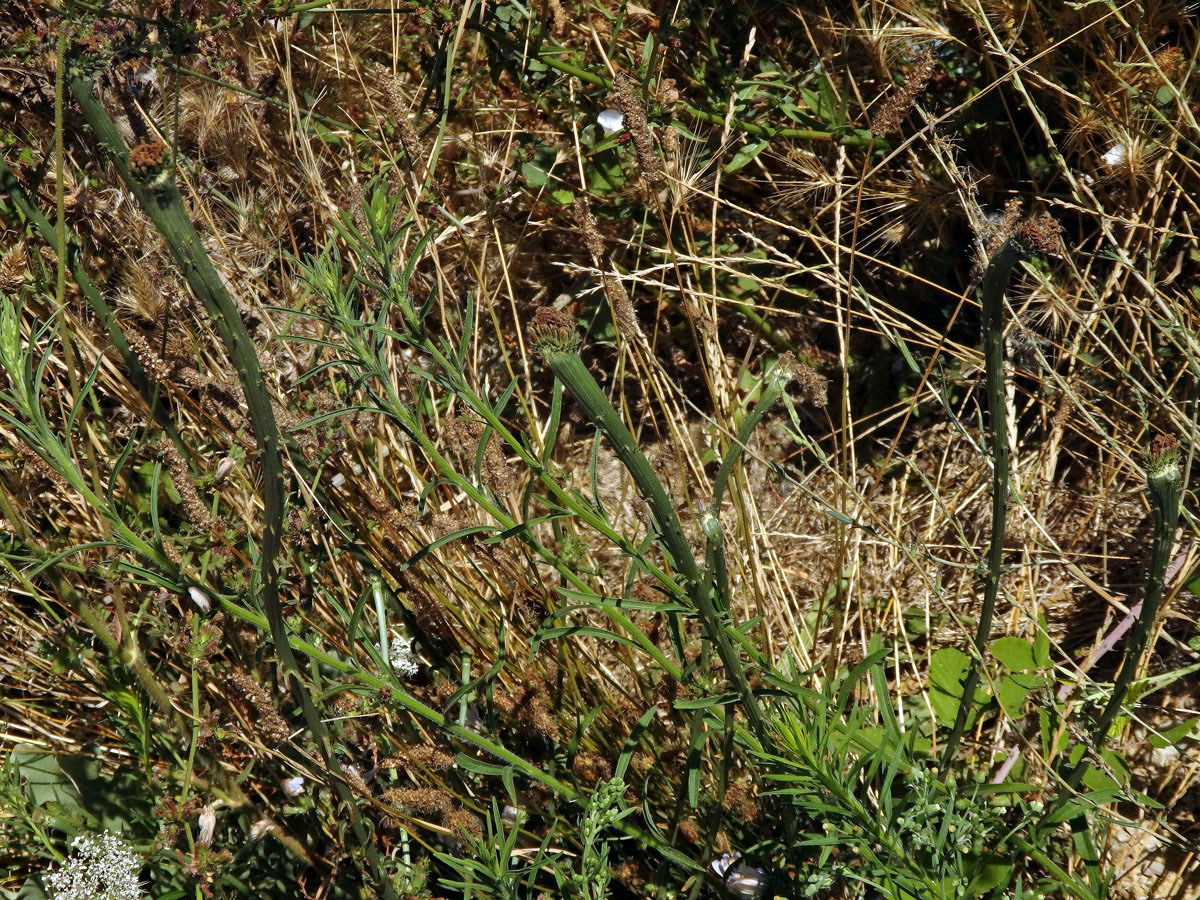 Fasciace čekanky obecné (Cichorium intybus L.)