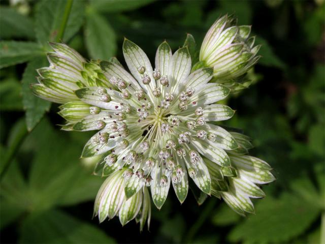 Jarmanka větší (Astrantia major L.)