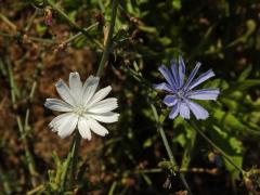 Čekanka obecná (Cichorium intybus L.) - rostlina s bílými květy (12)