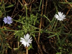 Čekanka obecná (Cichorium intybus L.) - rostlina s bílými květy (13a)