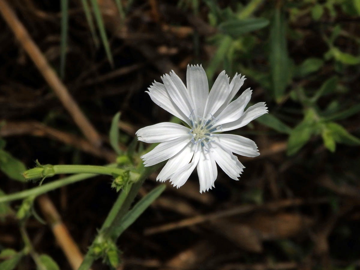Čekanka obecná (Cichorium intybus L.) - rostlina s bílými květy (13b)