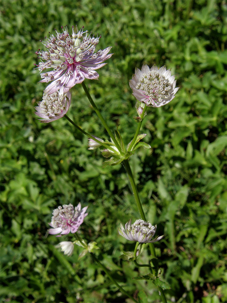 Jarmanka větší (Astrantia major L.)