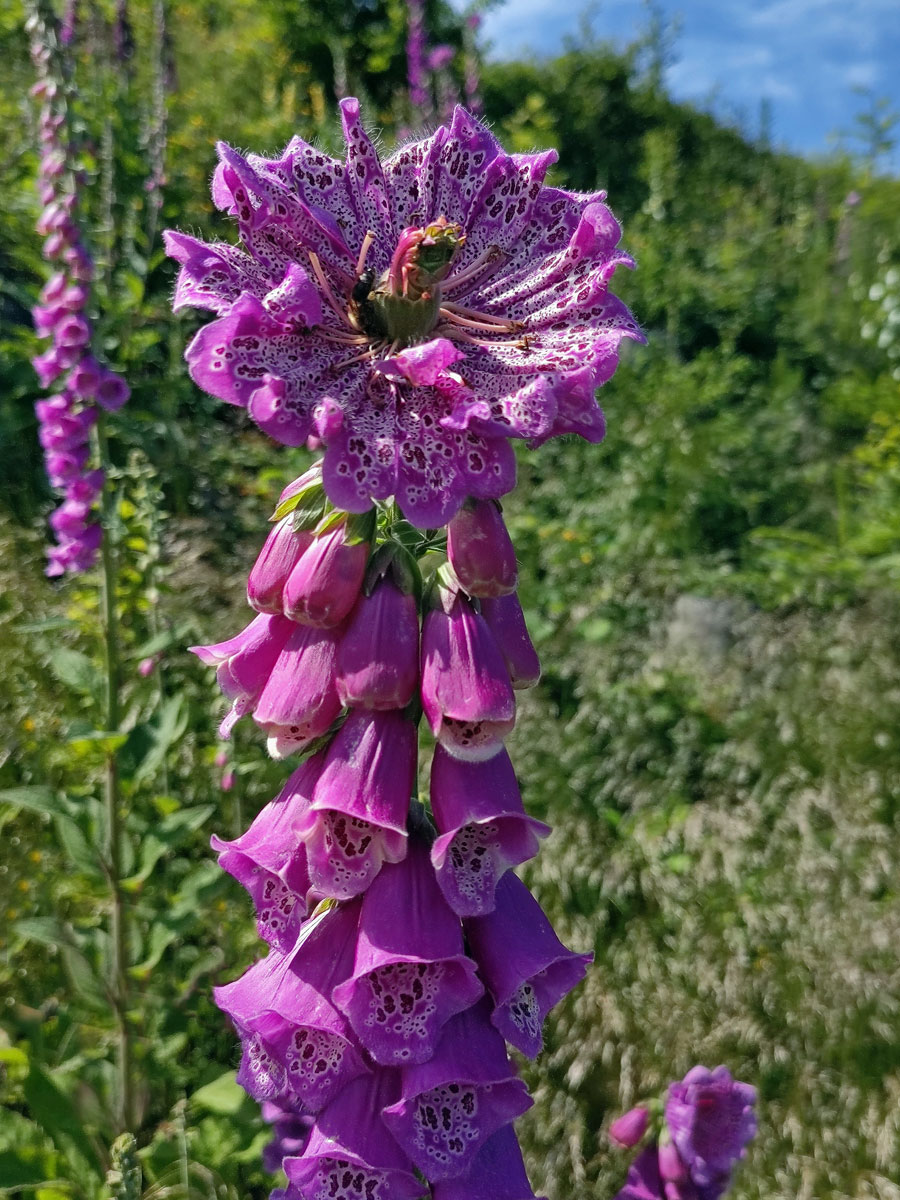 Pravidelný koncový květ náprstníku červeného (Digitalis purpurea L.)