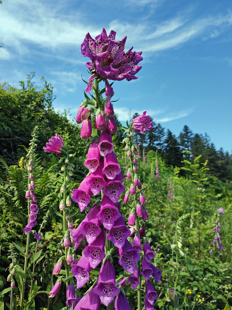 Pravidelný koncový květ náprstníku červeného (Digitalis purpurea L.)