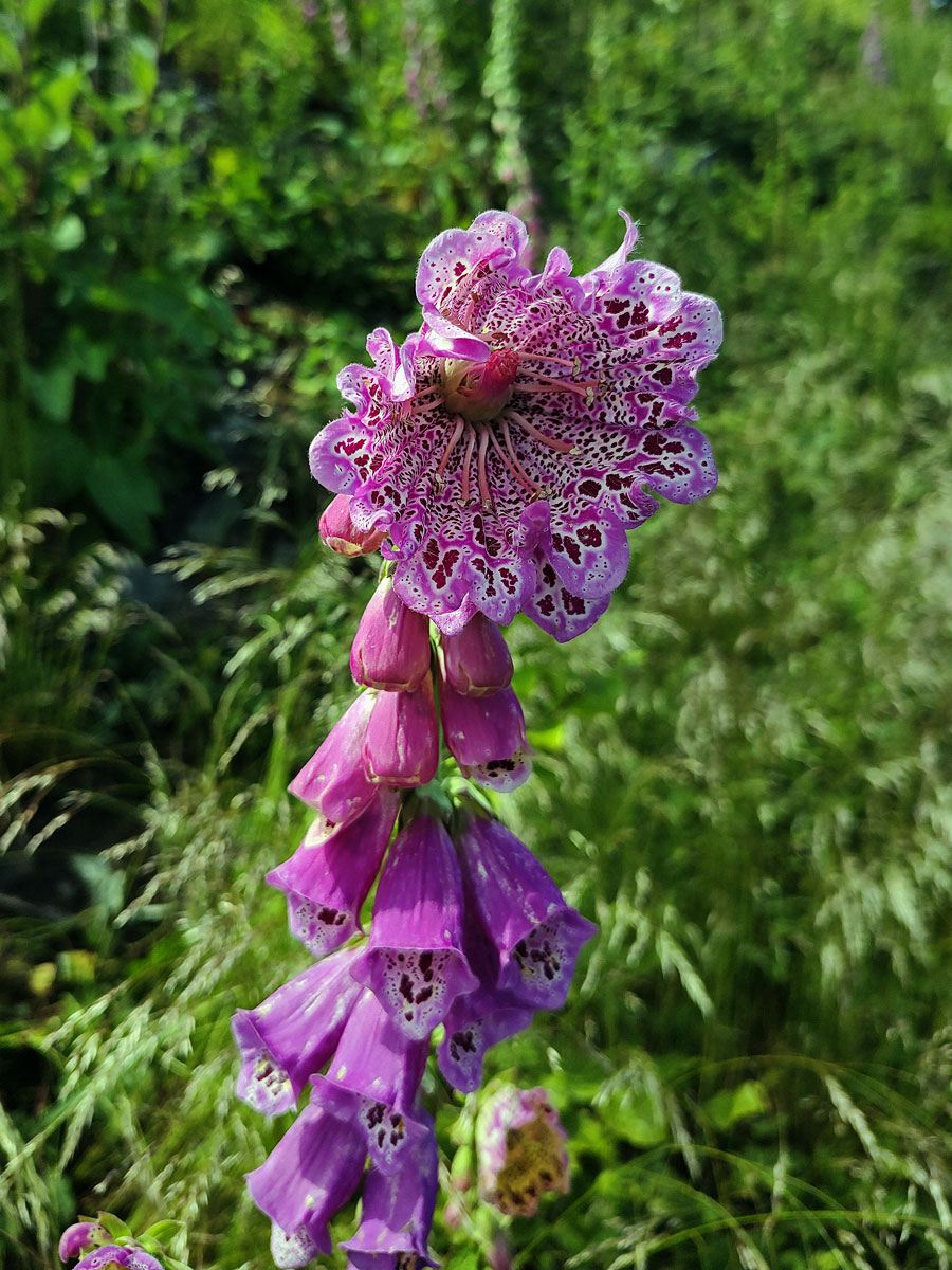 Pravidelný koncový květ náprstníku červeného (Digitalis purpurea L.)