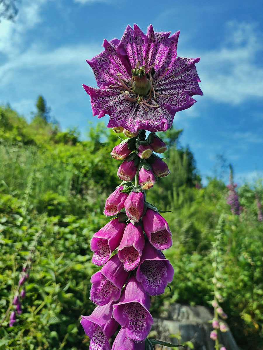 Pravidelný koncový květ náprstníku červeného (Digitalis purpurea L.)