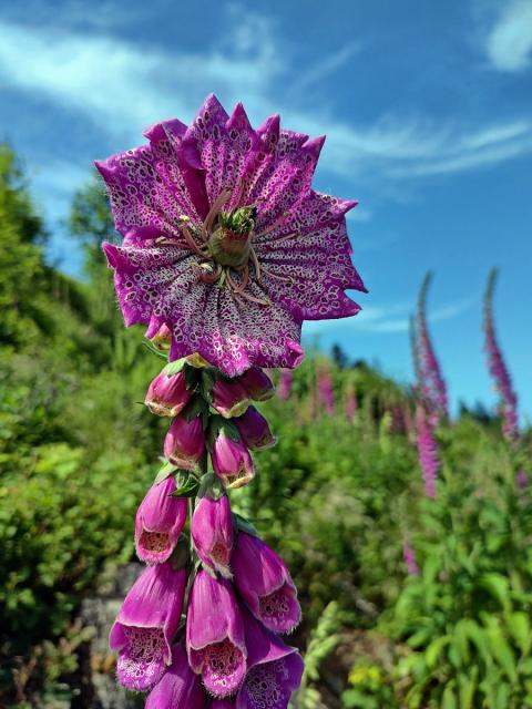 Pravidelný koncový květ náprstníku červeného (Digitalis purpurea L.)