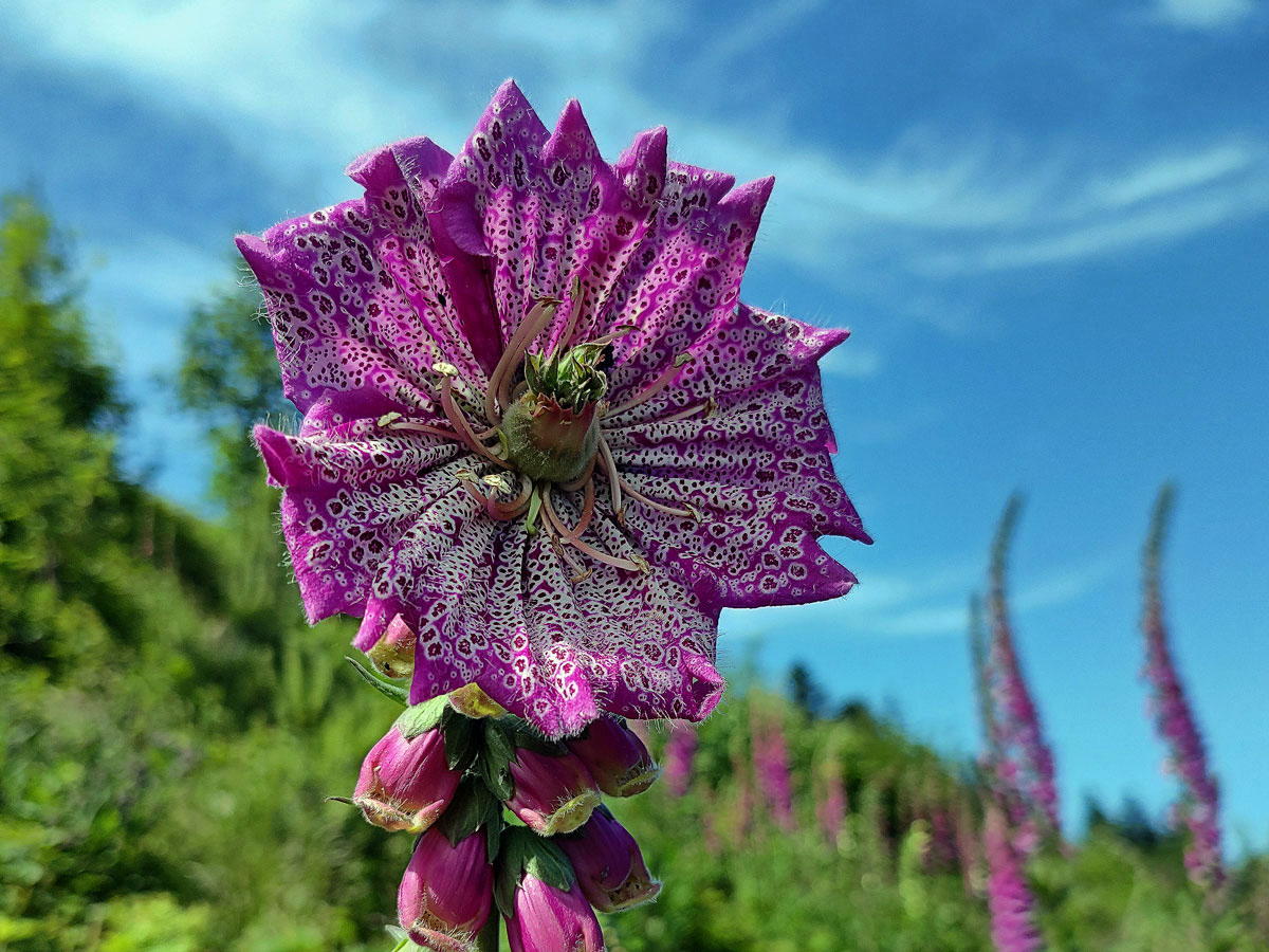 Pravidelný koncový květ náprstníku červeného (Digitalis purpurea L.)