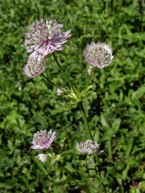 Jarmanka větší (Astrantia major L.)