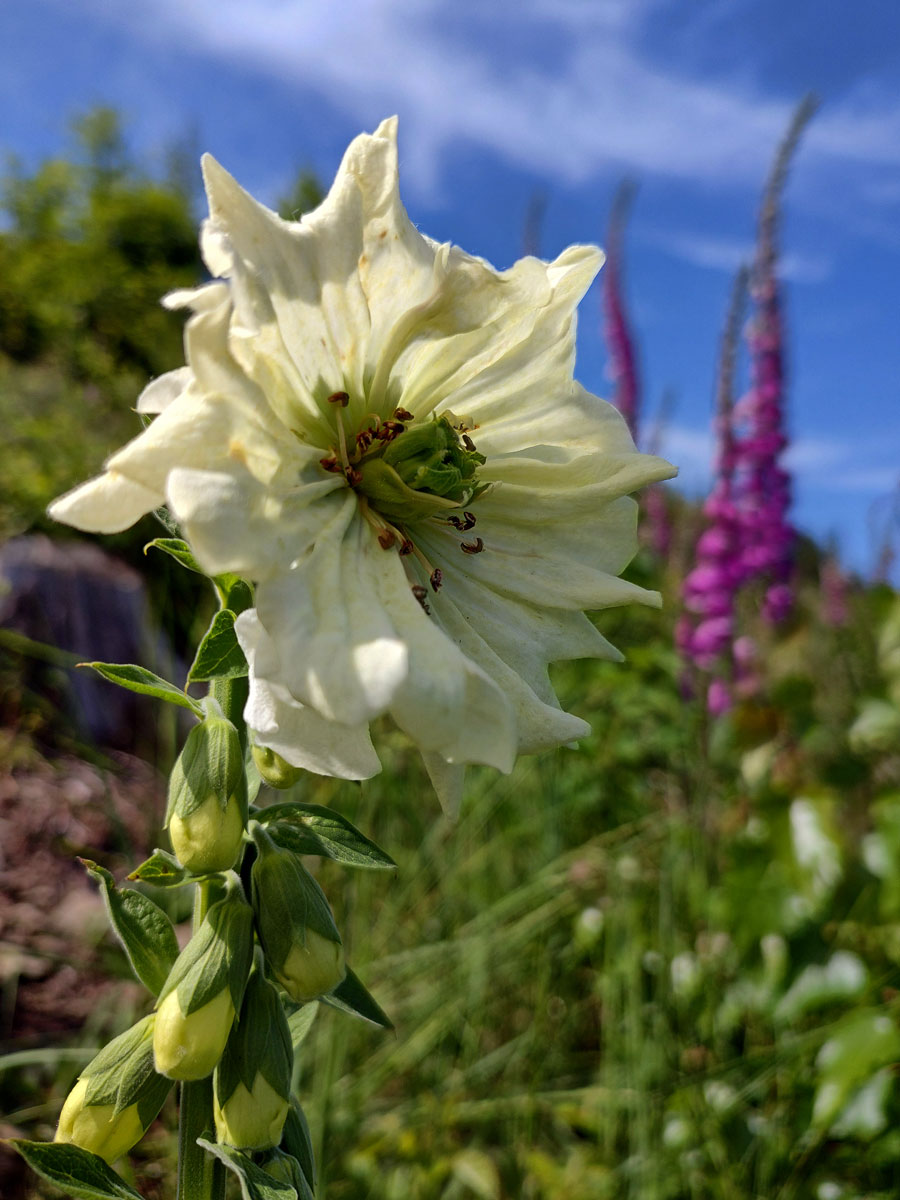 Pravidelný koncový květ náprstníku červeného (Digitalis purpurea L.)