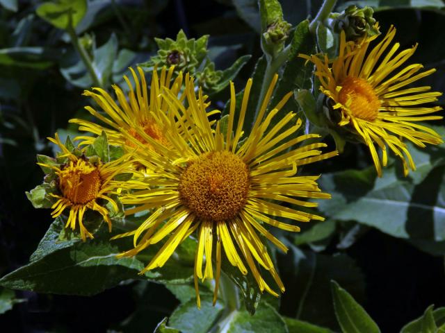 Oman pravý (Inula helenium L.)