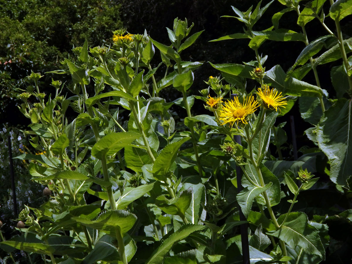 Oman pravý (Inula helenium L.)