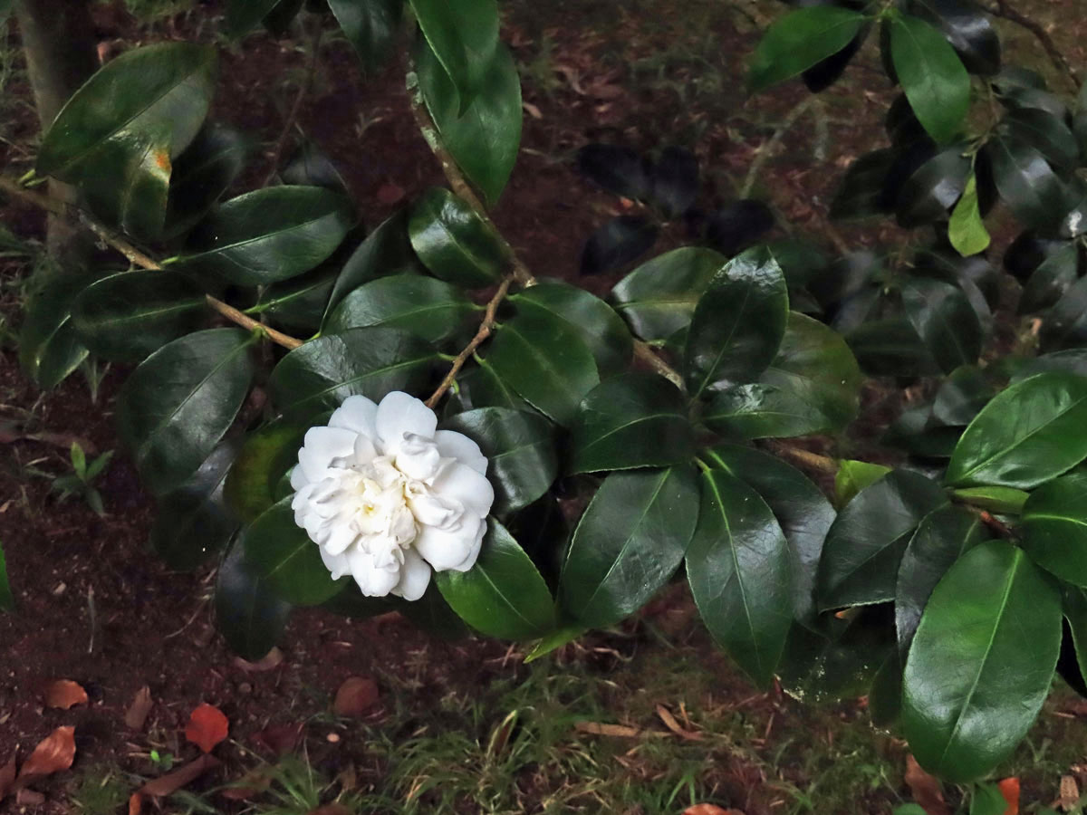 Kamélie japonská (Camellia japonica L.)