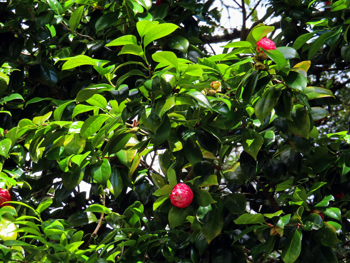 Kamélie japonská (Camellia japonica L.)